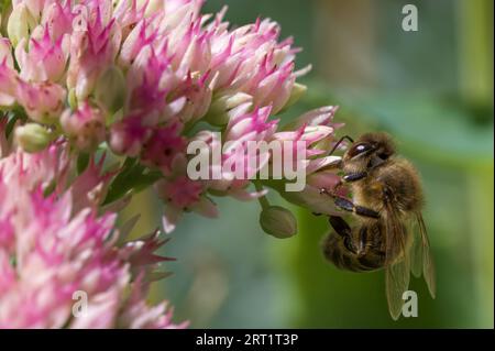 Vue latérale d'une abeille (Apiformes) assise sur la fleur d'une fleur rose. Banque D'Images