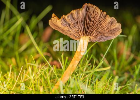 Chanterelle de trompette dans le pré Banque D'Images