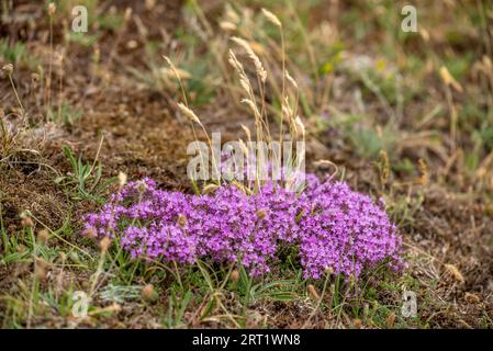 Thym à floraison précoce au bord d'un champ Banque D'Images