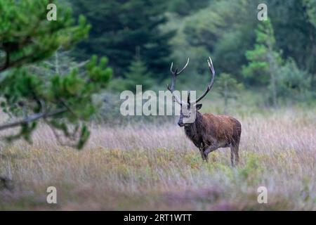 Cerf roux (Cervus elaphus) peu après avoir visité une wallow, cerf roux peu après avoir visité une wallow Banque D'Images