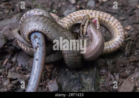 Un serpent lisse étouffe un ver lent conquis dans la vallée de Dortebach près de Klotten sur la Moselle Banque D'Images