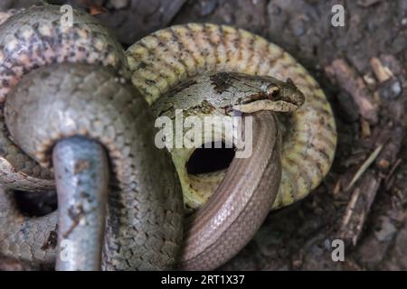 Un serpent lisse étouffe un ver lent conquis dans la vallée de Dortebach près de Klotten sur la Moselle Banque D'Images