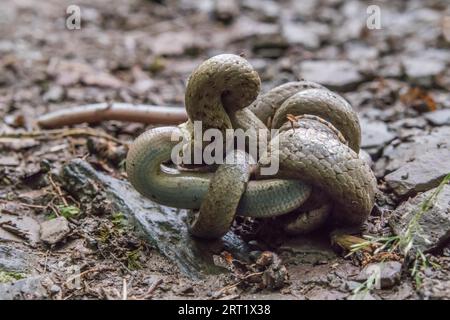 Un serpent lisse étouffe un ver lent conquis dans la vallée de Dortebach près de Klotten sur la Moselle Banque D'Images