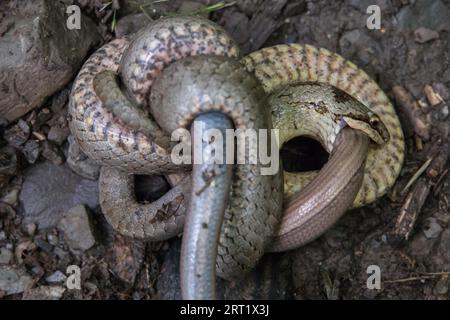 Un serpent lisse étouffe un ver lent conquis dans la vallée de Dortebach près de Klotten sur la Moselle Banque D'Images