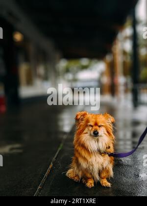 Un chiot solitaire froid et humide est attaché devant un café à Inverloch, Victoria, Australie Banque D'Images