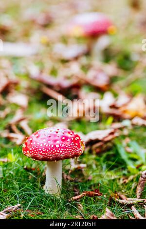 Champignons dans les jardins de Pirianda à Olinda par une chaude journée d'automne ensoleillée dans les chaînes de Dandenong, Victoria, Australie Banque D'Images