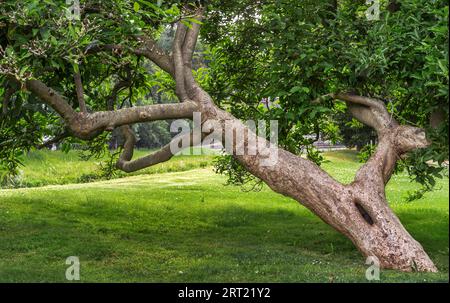 Les magnolias sont un genre de plantes de la famille des magnolias. Il contient environ 230 espèces originaires d'Asie de l'est et d'Amérique. Le genre l'était Banque D'Images