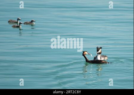 Konstanz, Allemagne. 10 septembre 2023. De grandes grèbes à crête et leurs jeunes nagent au soleil sur l'eau du lac de Constance le dernier jour des vacances d'été dans le Bade-Württemberg. Crédit : Silas Stein/dpa/Alamy Live News Banque D'Images