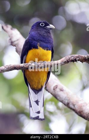 Trogon mâle à dos vert (Trogon viridis) perché sur une branche dans la municipalité de Mata de São João, Bahia, Brésil Banque D'Images