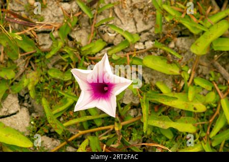 Bunga Kangkung, épinards d'eau, fleur d'aquatica pourpre d'Ipomoea. Banque D'Images