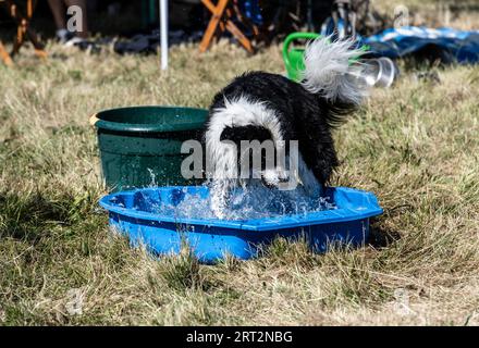 Berlin, Allemagne. 10 septembre 2023. Ce chien se rafraîchit avec de l'eau pendant la journée portes ouvertes au refuge pour animaux de Berlin. Crédit : Paul Zinken/dpa/Alamy Live News Banque D'Images