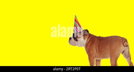 Photo d'un adorable chien bulldog anglais portant un chapeau d'anniversaire et regardant à côté dans une séance photo sur le thème des animaux Banque D'Images