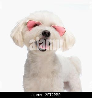 chien bichon doux avec des lunettes de soleil de coeur haletant avec la langue exposée tout en se tenant sur fond blanc Banque D'Images