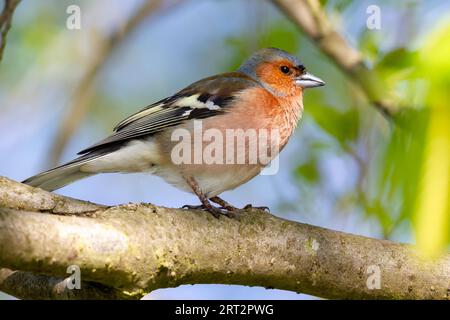 Pinch commun (Fringilla coelebs) assis dans un arbre dans la réserve naturelle de Moenchbruch près de Francfort, en Allemagne, au printemps Banque D'Images