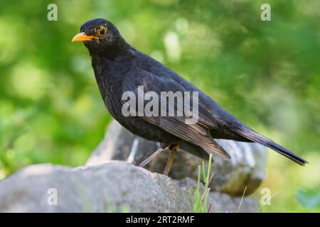 Blackbird (Turdus merula) assis sur une pierre au printemps Banque D'Images