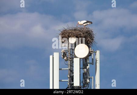 Cigognes blanches (Ciconia ciconia), nichant sur un mât de téléphone portable et ignorant le danger des radiations Banque D'Images