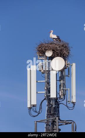 Cigognes blanches (Ciconia ciconia), nichant sur un mât de téléphone portable et ignorant le danger des radiations Banque D'Images