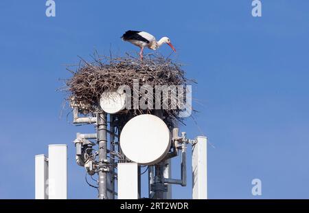 Cigognes blanches (Ciconia ciconia), nichant sur un mât de téléphone portable et ignorant le danger des radiations Banque D'Images