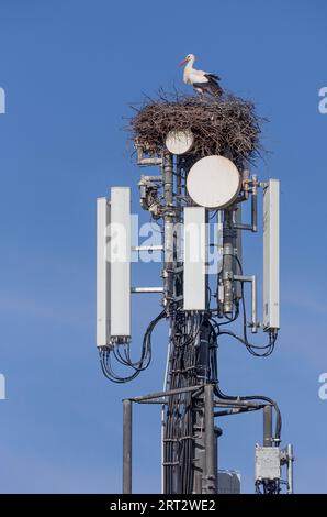 Cigognes blanches (Ciconia ciconia), nichant sur un mât de téléphone portable et ignorant le danger des radiations Banque D'Images