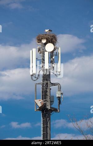 Cigognes blanches (Ciconia ciconia), nichant sur un mât de téléphone portable et ignorant le danger des radiations Banque D'Images