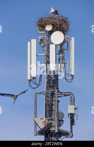 Cigognes blanches (Ciconia ciconia), nichant sur un mât de téléphone portable et ignorant le danger des radiations Banque D'Images