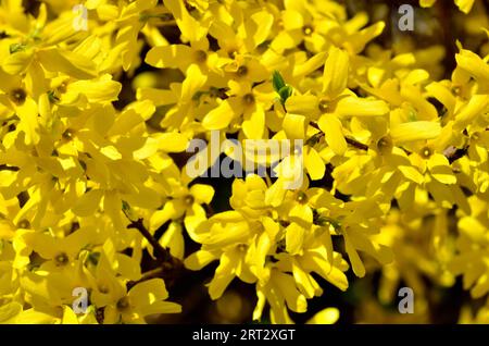 Belles fleurs jaunes de forsythia close-up dans le soleil clair. Fond naturel magnifique Banque D'Images