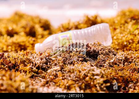 Bouteille en plastique parmi les algues échouées sur le rivage de la plage des Caraïbes, République Dominicaine, Punta Cana 2023 Banque D'Images