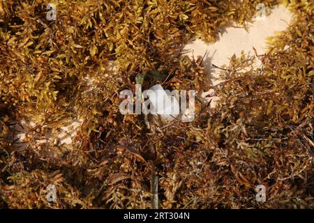 Bouchon de bouteille en plastique parmi les algues échouées sur le rivage de la plage des Caraïbes, République Dominicaine, Punta Cana 2023 Banque D'Images