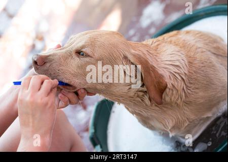 Vérifier le thème des dents de chien tout en prenant la douche. Enlevez l'odeur de la bouche du chien Banque D'Images