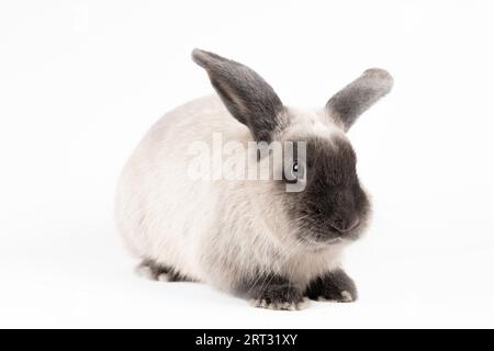 Un beau lapin Lop sur un fond isolé Banque D'Images