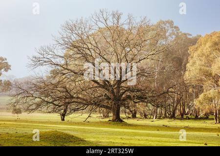 Réserve naturelle de Muckleford par un matin d'hiver brumeux près de Maldon dans le Victoria, Australie Banque D'Images