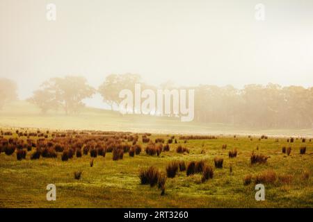 Réserve naturelle de Muckleford par un matin d'hiver brumeux près de Maldon dans le Victoria, Australie Banque D'Images