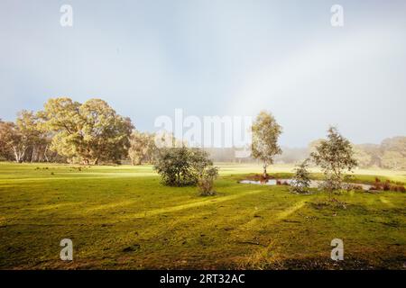 Réserve naturelle de Muckleford par un matin d'hiver brumeux près de Maldon dans le Victoria, Australie Banque D'Images