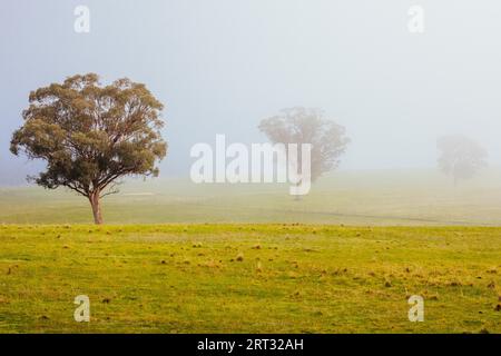 Réserve naturelle de Muckleford par un matin d'hiver brumeux près de Maldon dans le Victoria, Australie Banque D'Images