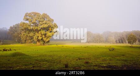 Réserve naturelle de Muckleford par un matin d'hiver brumeux près de Maldon dans le Victoria, Australie Banque D'Images