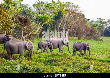 Un troupeau d'éléphants asiatiques est en route vers une aire d'alimentation différente dans le parc national de Kaziranga, dans l'État indien d'Assam. Banque D'Images