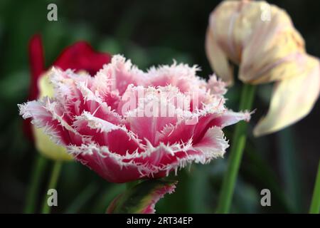Tulipes au jardin Banque D'Images