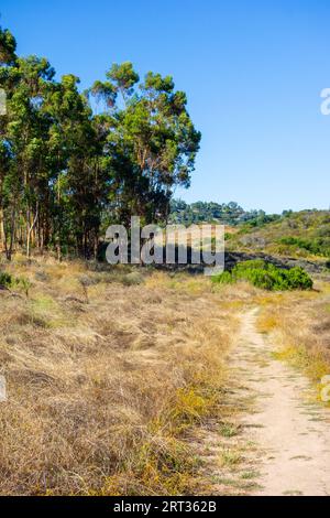 Vues sur les eucalyptus et les collines dorées lors de la randonnée dans Tuna Canyon à Malibu, Californie. Banque D'Images