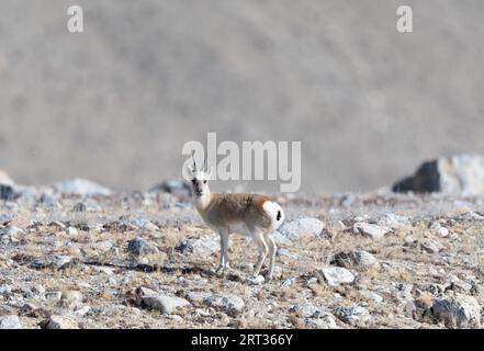 Gazelle tibétaine de Gurudongmar du nord du sikkim Banque D'Images