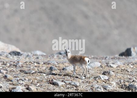 Gazelle tibétaine de Gurudongmar du nord du sikkim Banque D'Images