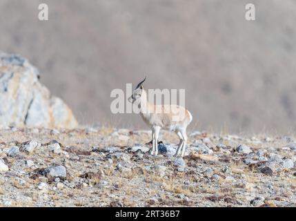 Gazelle tibétaine de Gurudongmar du nord du sikkim Banque D'Images