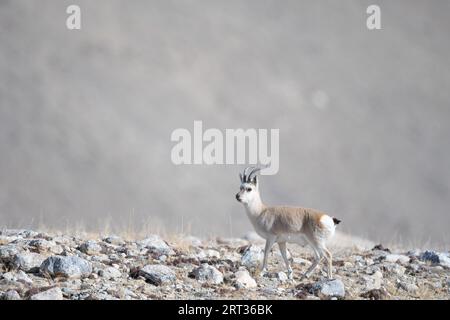 Gazelle tibétaine de Gurudongmar du nord du sikkim Banque D'Images