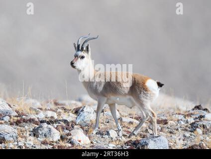 Gazelle tibétaine de Gurudongmar du nord du sikkim Banque D'Images