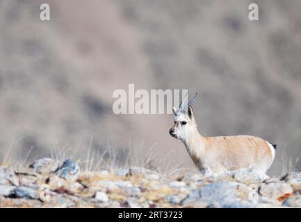 Gazelle tibétaine de Gurudongmar du nord du sikkim Banque D'Images