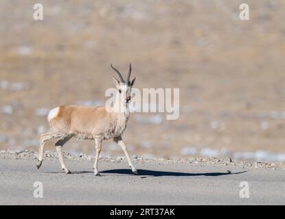 Gazelle tibétaine de Gurudongmar du nord du sikkim Banque D'Images