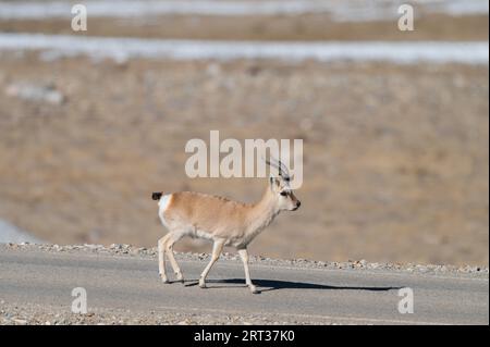 Gazelle tibétaine de Gurudongmar du nord du sikkim Banque D'Images