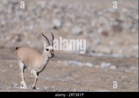 Gazelle tibétaine de Gurudongmar du nord du sikkim Banque D'Images