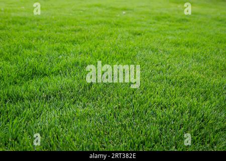 Une texture d'herbe, vue sur une pelouse verdoyante Banque D'Images