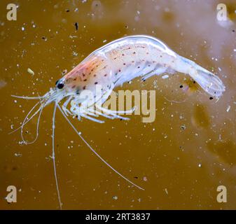 Gros plan d'une crevette Amano dans un aquarium Banque D'Images