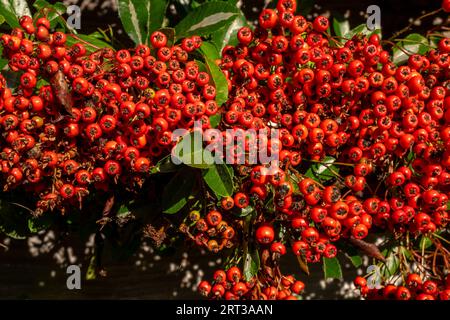 West Dean, Wiltshire, 4 septembre 2023 : colonne rouge Pyracantha ou Firethorn Banque D'Images